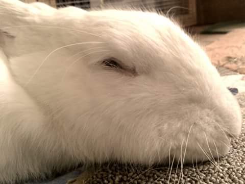 Rabbits-Sleeping